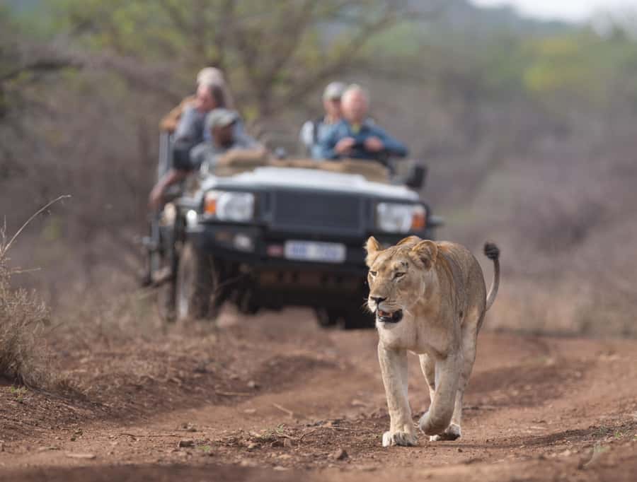 From Durban: Wildlife Lovers Big 5 Safari at 2 Game Reserves - What to pack for a 14-hour safari