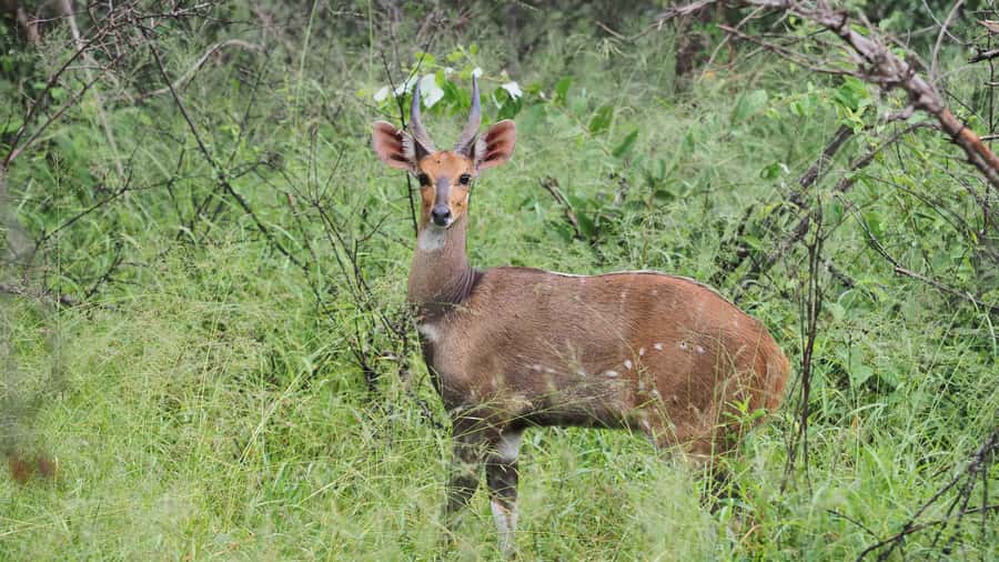 From Hazy View: Full Day Kruger National Park Safari - Breakfast and Skukuza lunch: plan your own food