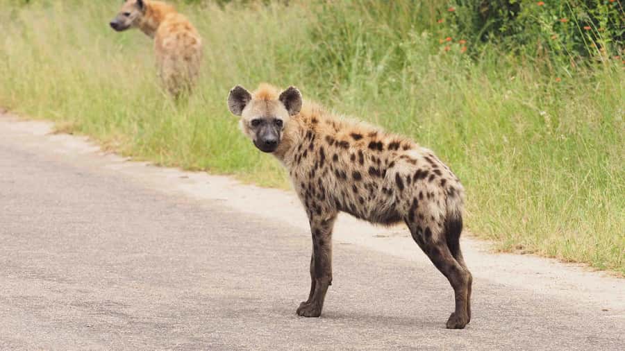 From Hazy View: Full Day Kruger National Park Safari - Who will enjoy this Hazyview safari most
