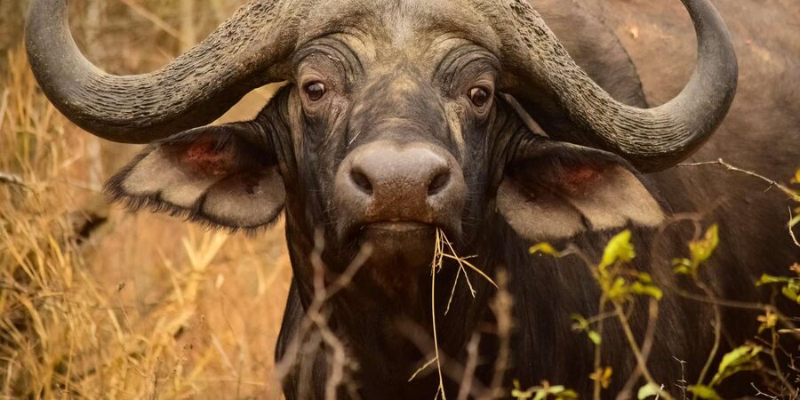 From Hazy View: Full Day Kruger National Park Safari - Booking details worth checking before you go