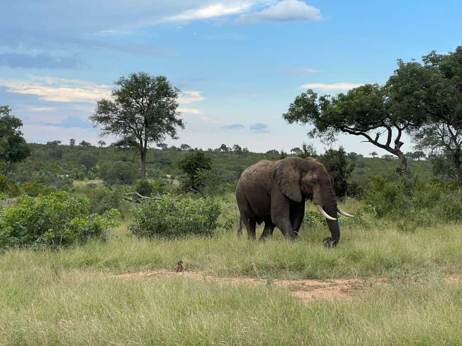 From Hazyview : Big 5 Kruger National Park Day Safari - Key Points Before You Book