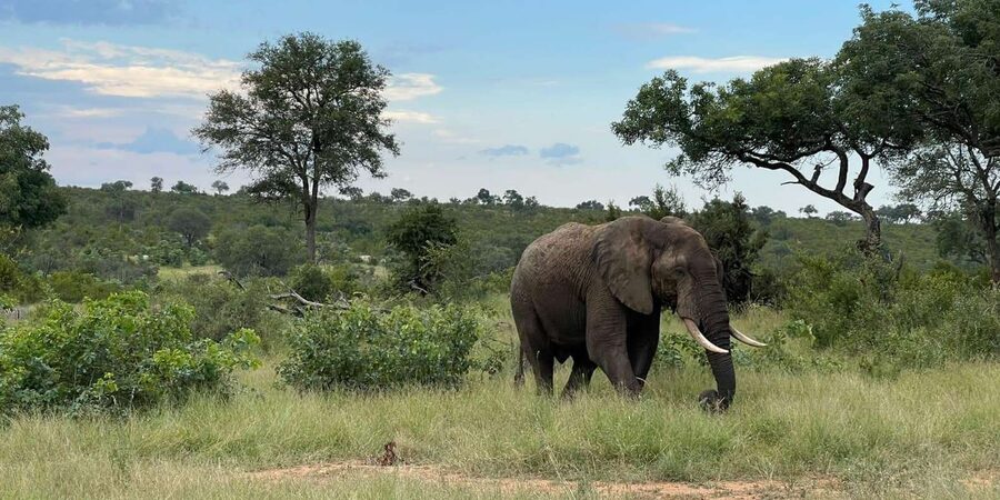 From Hazyview : Big 5 Kruger National Park Day Safari - The Midday Drive and Waterhole Watching