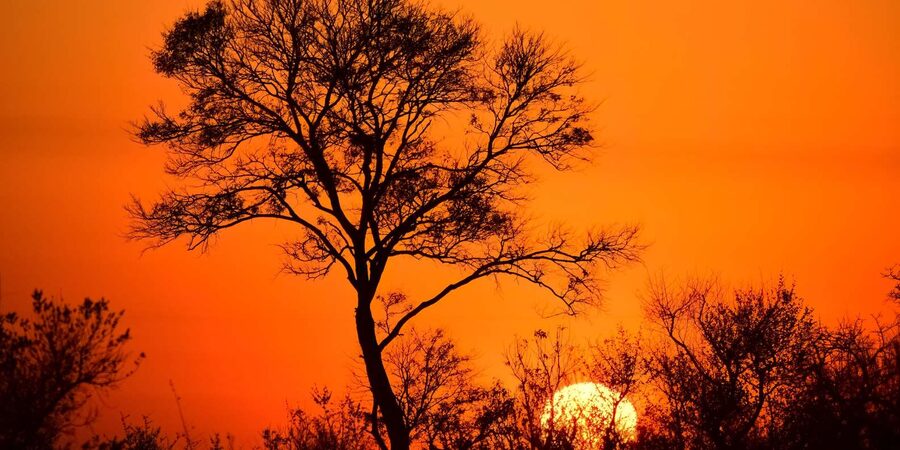 From Hazyview : Big 5 Kruger National Park Day Safari - What $121 Really Buys You