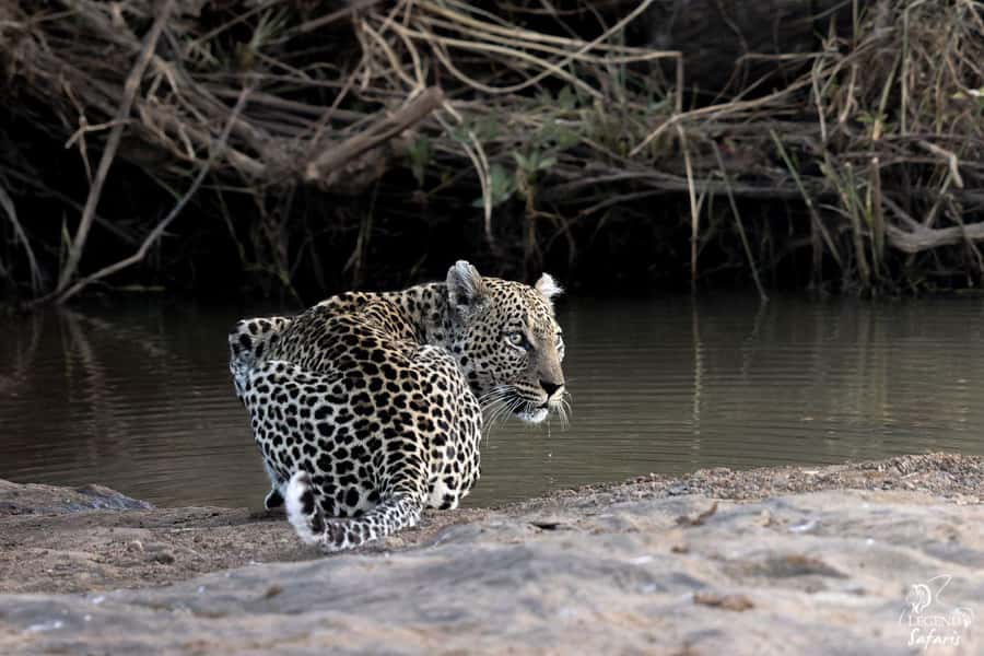 From Hazyview: Kruger National Park Full-Day Safari - The 5:00 AM pickup is part of the bargain