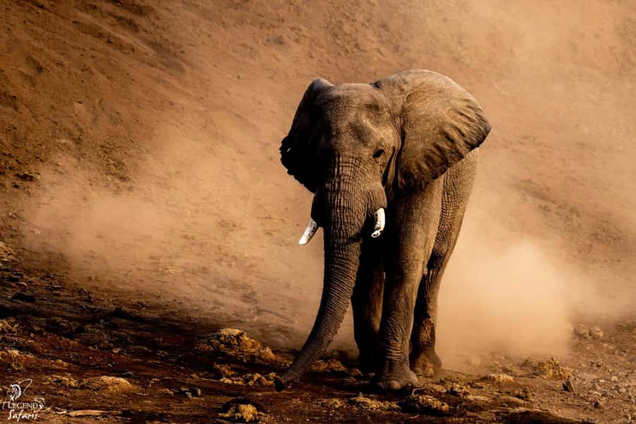 From Hazyview: Kruger National Park Full-Day Safari - Sunrise wildlife at Kruger’s southern entrance