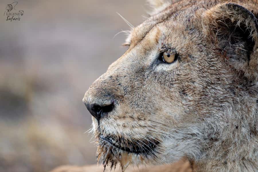 From Hazyview: Kruger National Park Morning Half-Day Safari - Why an open vehicle makes a difference in Kruger