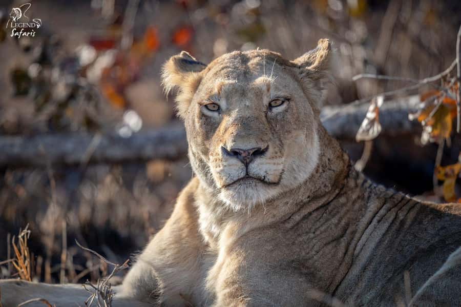 From Hazyview: Kruger National Park Morning Half-Day Safari - Is $80 a fair price?