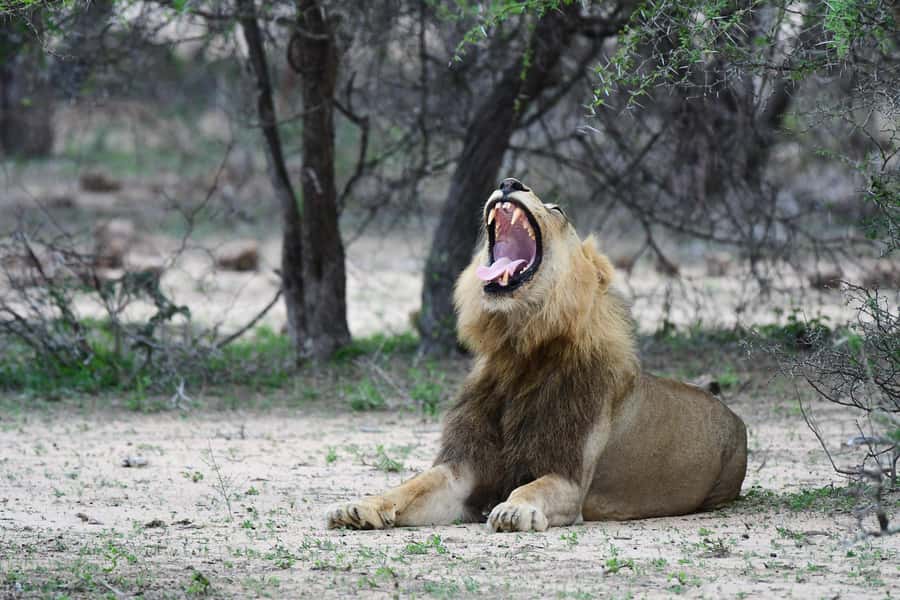 From Hazyview: Private Afternoon Game Drive - The Open Safari Vehicle and Private Group