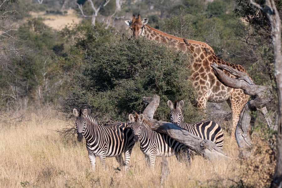From Hazyview: Private Afternoon Game Drive - Viewpoints, Birds, Hippos, and Crocodiles