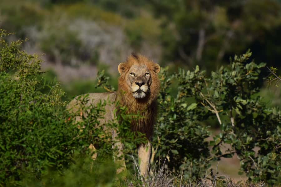 From Hazyview: Private Afternoon Game Drive - The Guide Makes the Difference