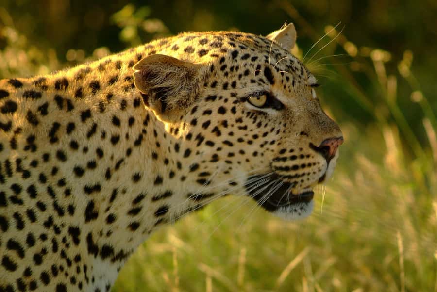 From Hazyview: Private Afternoon Game Drive - What to Pack for a Comfortable Drive