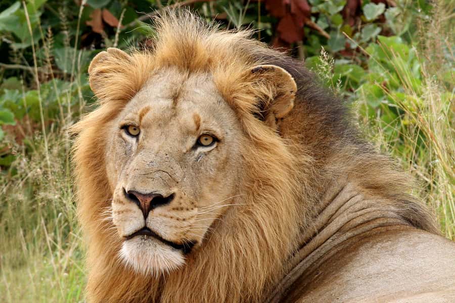 From Hazyview: Private Half-Day Guided Kruger Safari - Key things to know before booking