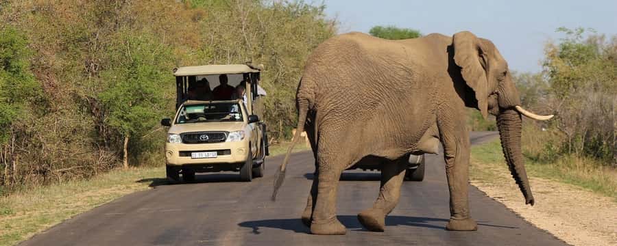 From Hazyview: Private Half-Day Guided Kruger Safari - Why a private Kruger safari makes sense
