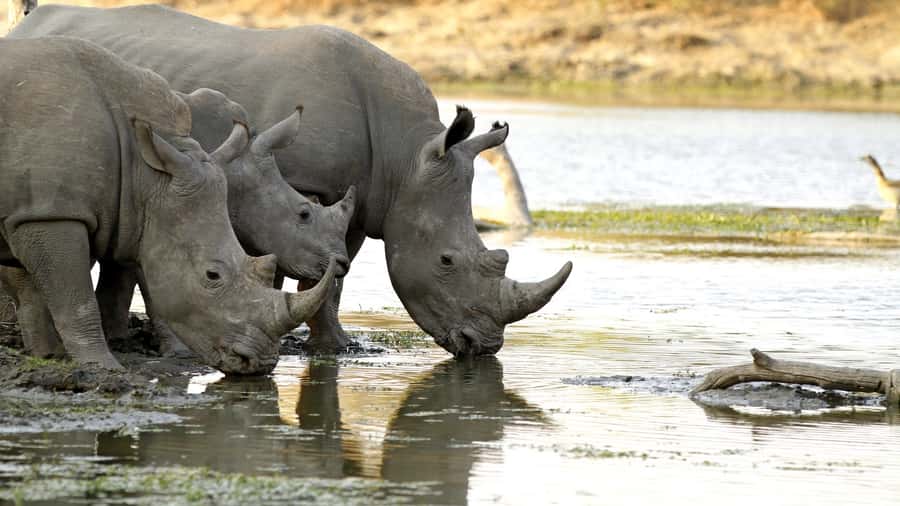 From Hazyview: Private Half-Day Guided Kruger Safari - Entering Kruger in an open safari vehicle