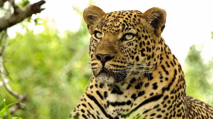 From Hazyview: Private Half-Day Guided Kruger Safari - The breakfast or lunch pause