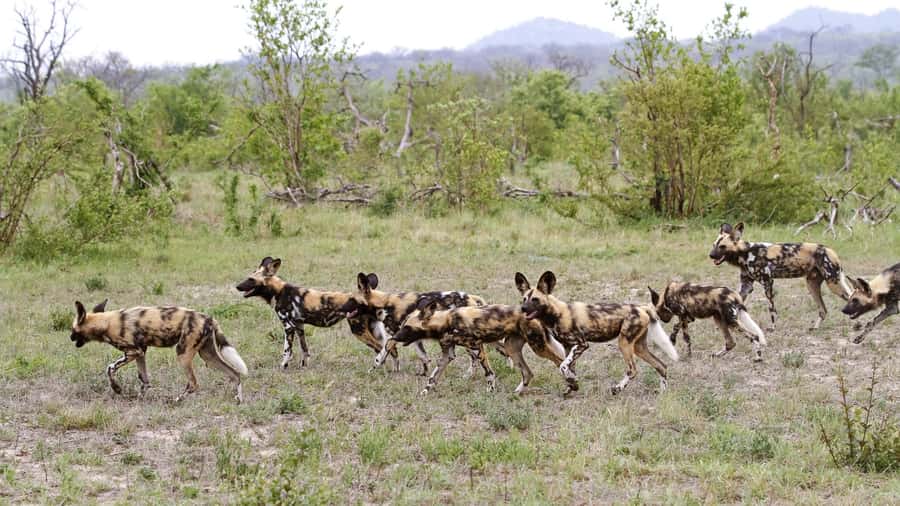 From Hazyview: Private Half-Day Guided Kruger Safari - Who will enjoy this five-hour format