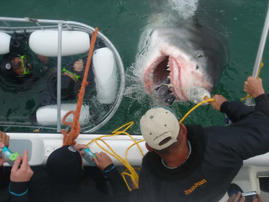 From Hermanus: Cruise with Shark Cage Dive and Lunch - Key points to know before booking