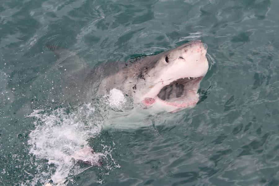 From Hermanus: Cruise with Shark Cage Dive and Lunch - Useful timing and communication advice