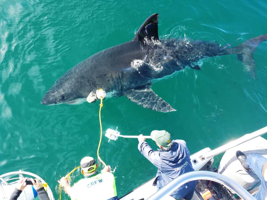 From Hermanus: Cruise with Shark Cage Dive and Lunch - Kleinbaai Harbour and the start of the day