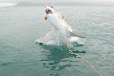 Cruise with Shark Cage Dive and Lunch