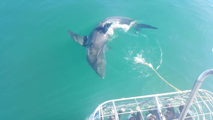 From Hermanus: Cruise with Shark Cage Dive and Lunch - Shark species and the great white question