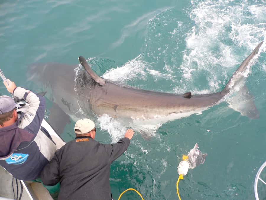 From Hermanus: Cruise with Shark Cage Dive and Lunch - Food, drinks, and warming up afterward
