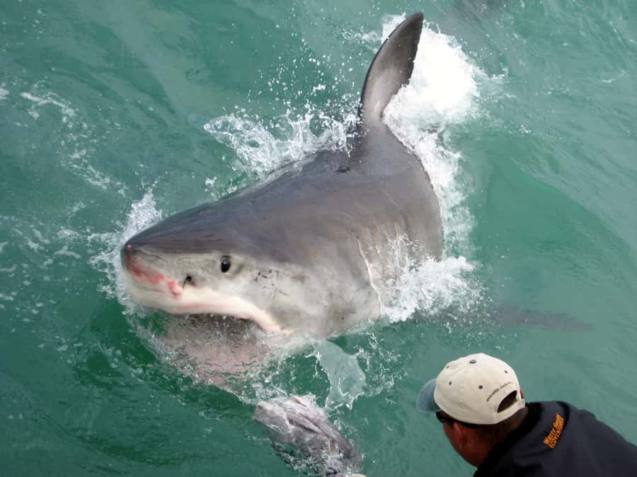 From Hermanus: Cruise with Shark Cage Dive and Lunch - Photos and the optional video