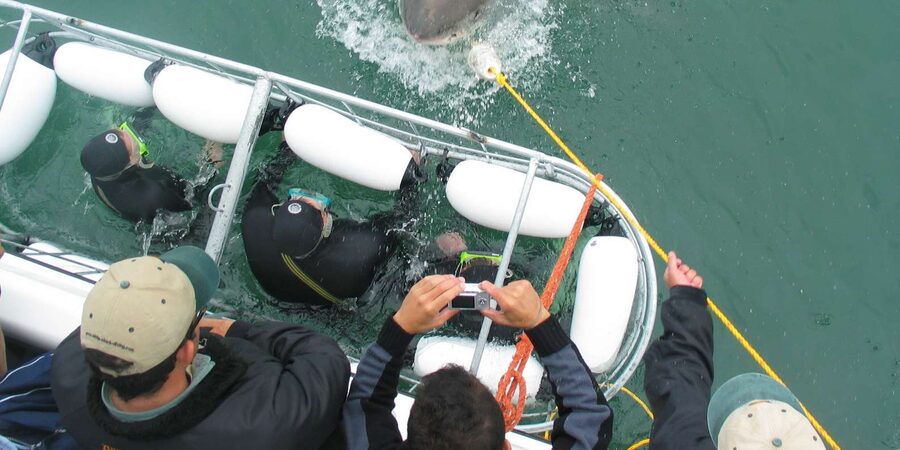 From Hermanus: Cruise with Shark Cage Dive and Lunch - The real value of the $168 price