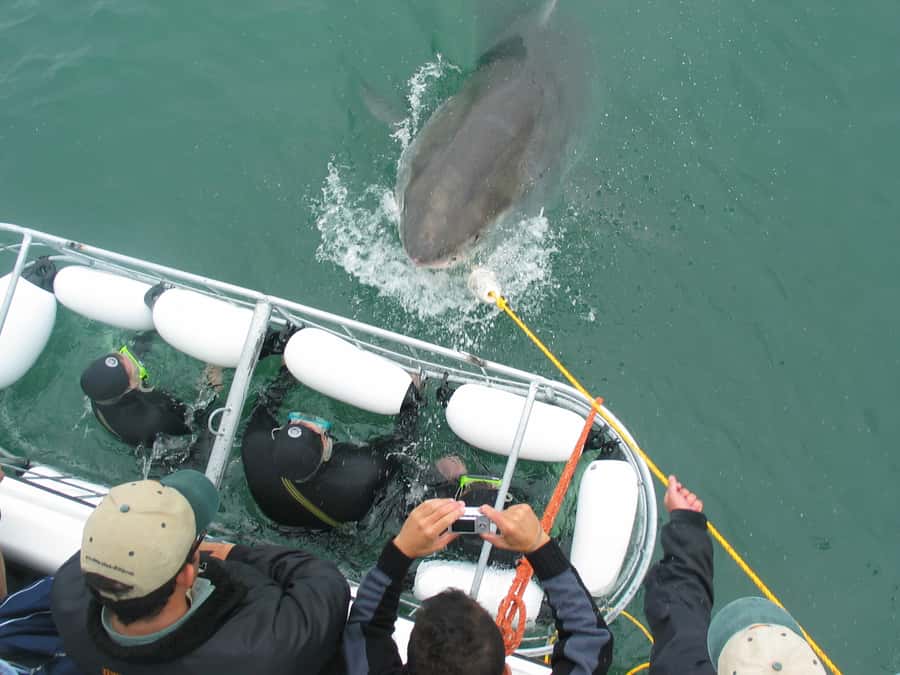 From Hermanus: Cruise with Shark Cage Dive and Lunch - Who will enjoy this most