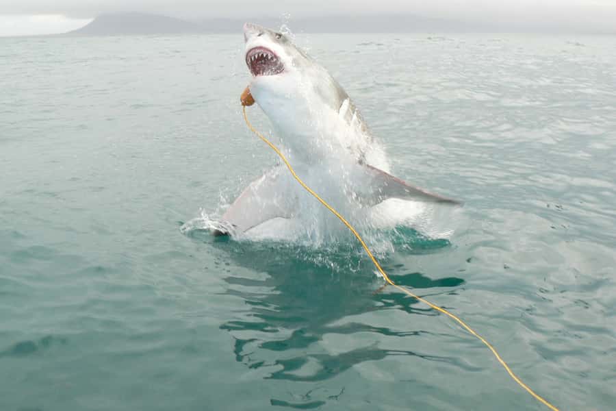 From Hermanus: Cruise with Shark Cage Dive and Lunch - Out on the water for about three hours
