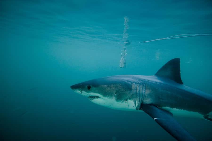 From Hermanus or Cape Town: Shark Cage Diving Experience - What You Are Really Booking for $137