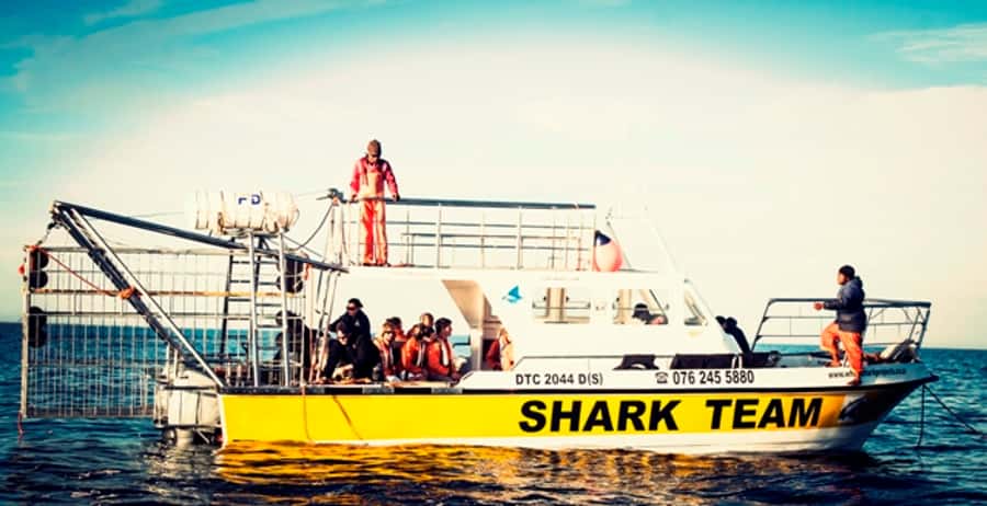 From Hermanus or Cape Town: Shark Cage Diving Experience - The Early Start and Drive to Gansbaai