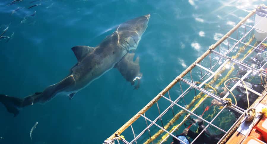From Hermanus or Cape Town: Shark Cage Diving Experience - The Briefing: Sharks, Safety, and Expectations
