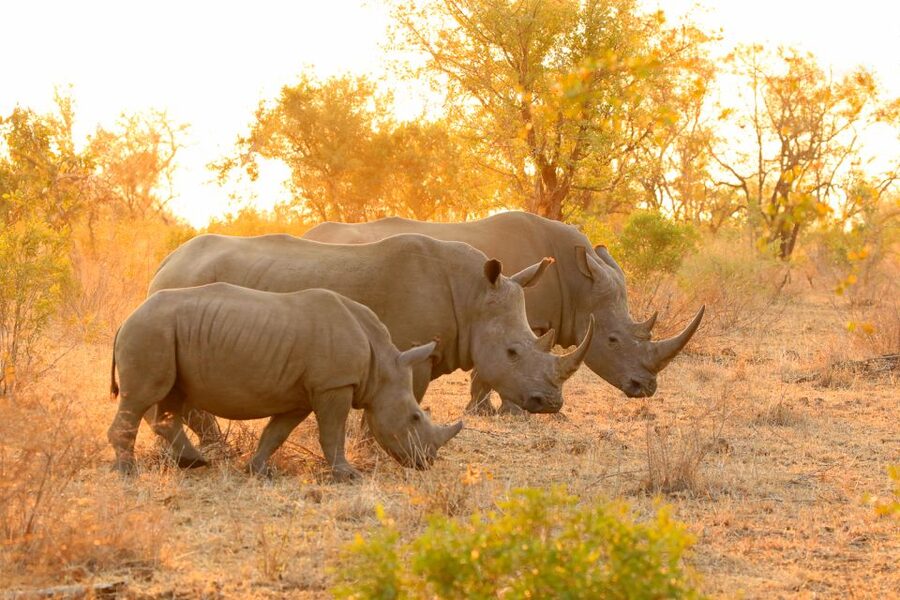 From Hoedspruit: Kruger National Park Full-Day Safari - Key points to know before booking