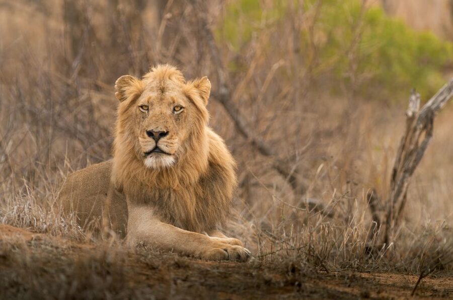 From Hoedspruit: Kruger National Park Full-Day Safari - Who should book this Kruger day?