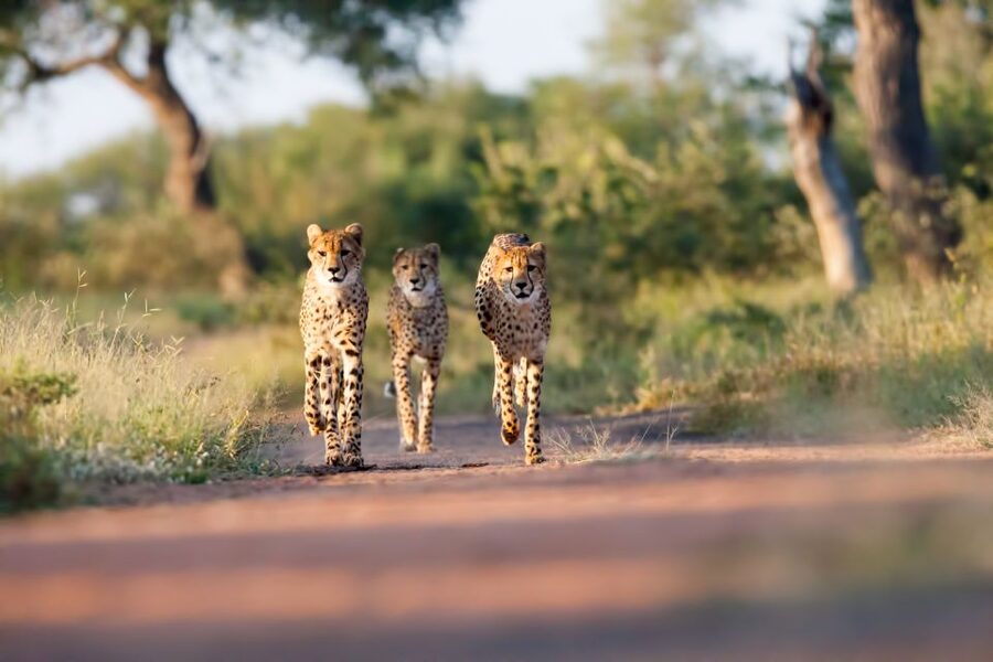 From Hoedspruit: Kruger National Park Full-Day Safari - Searching for Kruger’s Big Five
