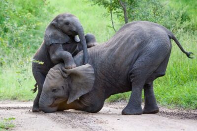 From Hoedspruit: Kruger National Park Full-Day Safari