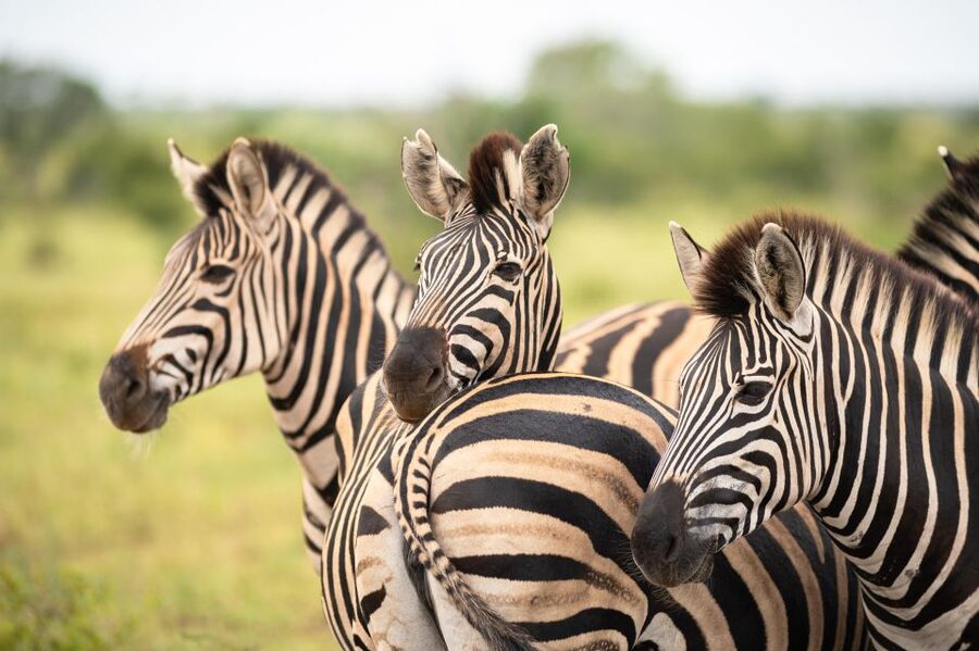 From Hoedspruit: Kruger National Park Full-Day Safari - Trees, birds, and the smaller details