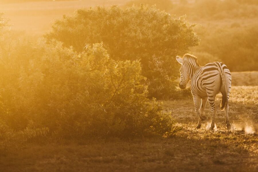 From Hoedspruit: Kruger National Park Full-Day Safari - Is $264 good value?