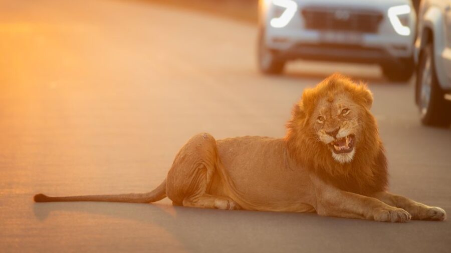 From Hoedspruit: Kruger National Park Full-Day Safari - Comfort, age limits, and practical limits