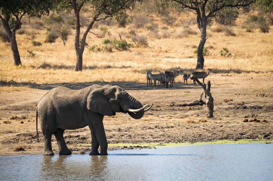 From Hoedspruit: Kruger National Park Full-Day Safari - The guide can make or break the day