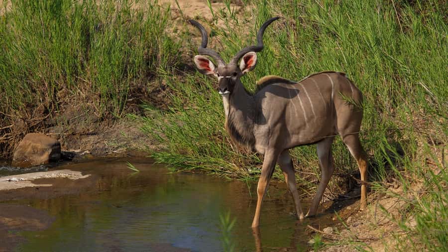From Johannesburg: 2-Day Safari into Kruger National Park - The real shape of this two-day Kruger safari