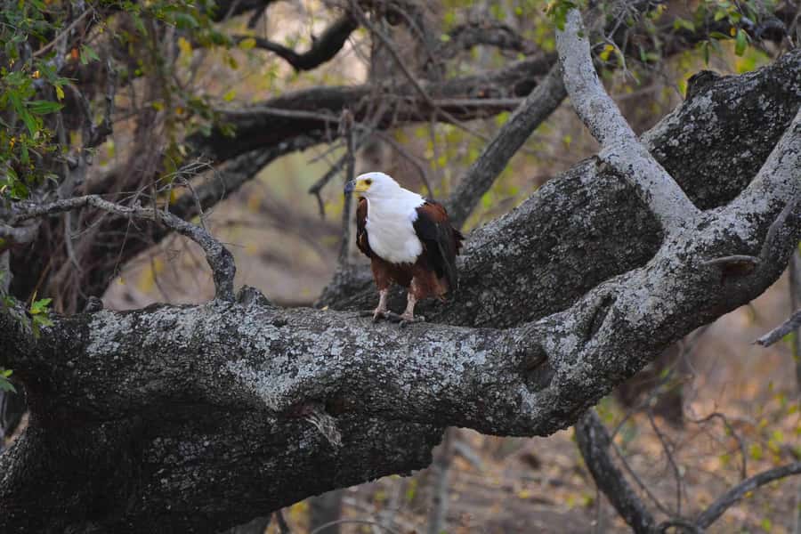 From Johannesburg: 2-Day Safari into Kruger National Park - The early morning drive from 6:30 AM to 10:30 AM