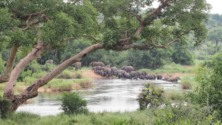 From Johannesburg: 2-Day Safari into Kruger National Park - What the $616 price really covers