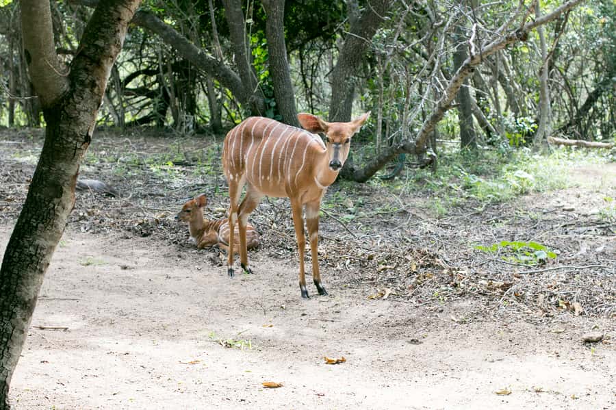 From Johannesburg: 3-Day Budget Tent Kruger Park Safari - The five details that shape this safari