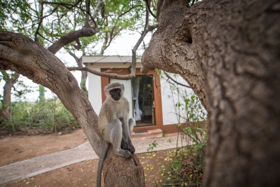 From Johannesburg: 6-Day Classic Kruger National Park Safari - A second full day in Kruger
