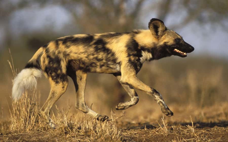 From Johannesburg: Cheetah Tour - Key points to know before booking
