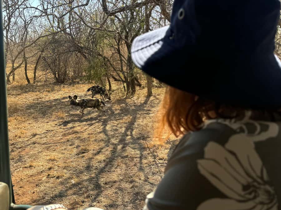 From Johannesburg: Cheetah Tour - A five-hour wildlife outing from Johannesburg or Pretoria