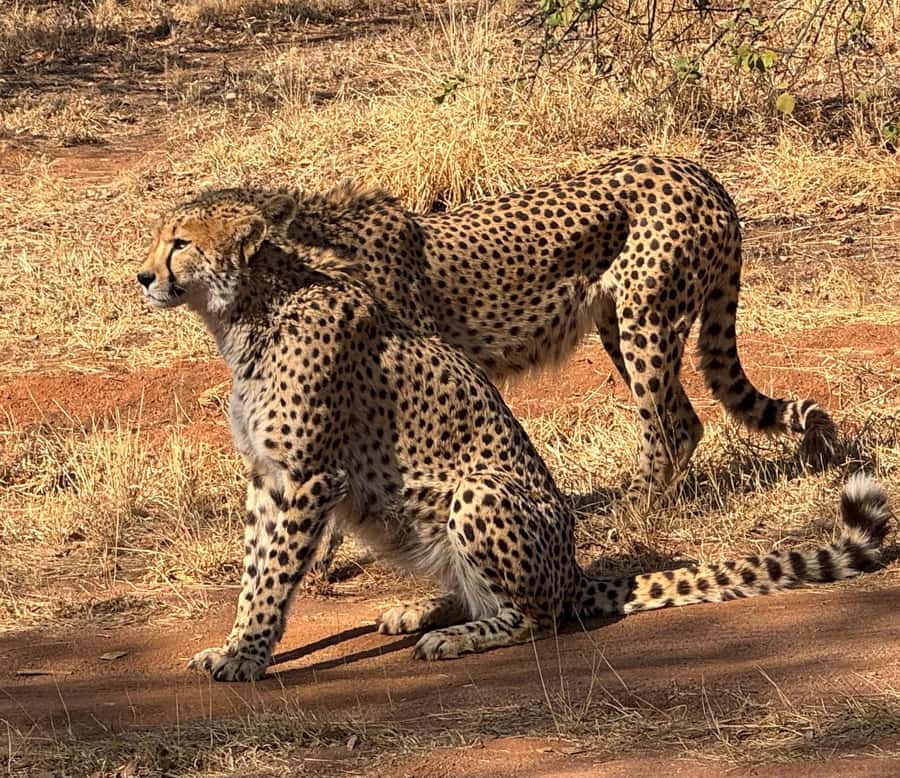 From Johannesburg: Cheetah Tour - Entering the Ann van Dyk Cheetah Centre