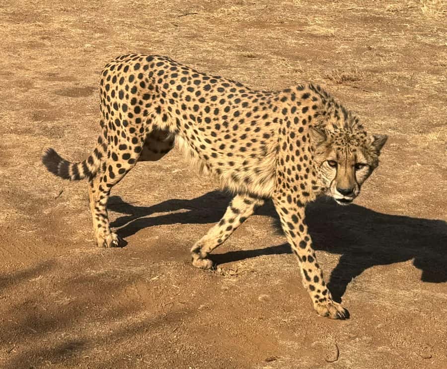 From Johannesburg: Cheetah Tour - The open vehicle safari and the wild dog run